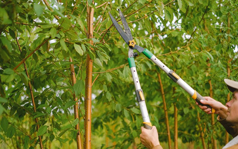 Tree trimming in Jefferson, OR